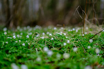 small white spring flowers on green wet background surface