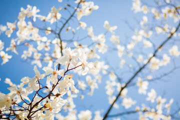 Splendid lush magnolia flowers in sunlight against blue sky.