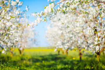 Picturesque ornamental garden with blooming lush trees in the sunny day.