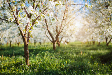 Idyllic ornamental garden with blooming lush trees in the idyllic sunny day.