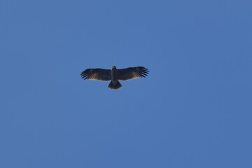 Spotted Eagle