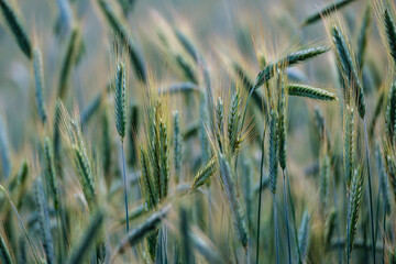 summer meadow grass and weed texture with rain dew