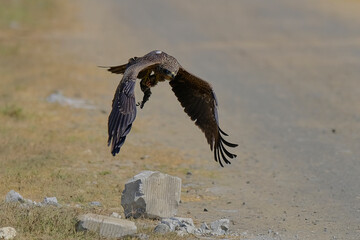 Black Kite