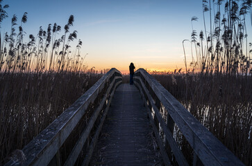 A man on a small bridge, birdwatching during dusk in a nature reserve. Drenthe, Holland.