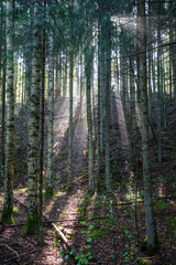 Obraz premium mystical summer forest with green grass and sun rays