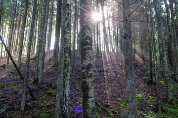 mystical summer forest with green grass and sun rays