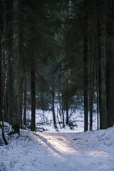Fototapeta premium mystical winter forest with snow and sun rays