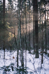 mystical winter forest with snow and sun rays