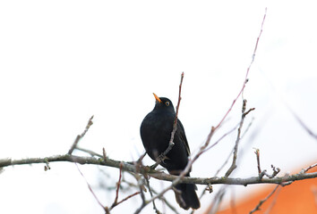 Blackbird on a background of white snow