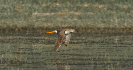 Greater Yellowlegs (Tringa melanoleuca) 
in flight, wings extended downward showing feather detail, green grass bokeh background
