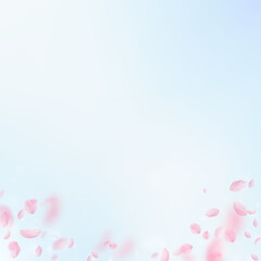 Sakura petals falling down. Romantic pink flowers gradient. Flying petals on blue sky square backgro