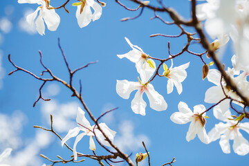 Splendid lush magnolia flowers in sunlight against blue sky.