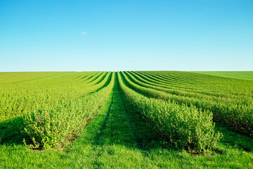 Fototapeta premium Row of blackberry bushes on a summer farm in sunny day.