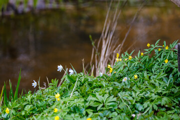 small white spring flowers on green wet background surface