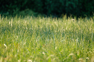 summer meadow grass and weed texture with rain dew