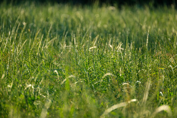 summer meadow grass and weed texture with rain dew
