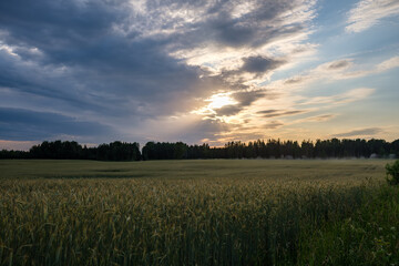 Fototapeta premium green meadow with storm clouds moving on