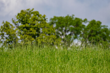 green meadow with storm clouds moving on