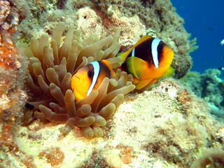 Plakat coral reef with fish