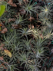 Naklejka na ściany i meble Beautiful gray green plants of Tillandsia or Air plant in the botanical garden. Flowering Plant, Selective focus.