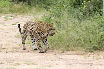 Kruger National Park: male leopard walking in road