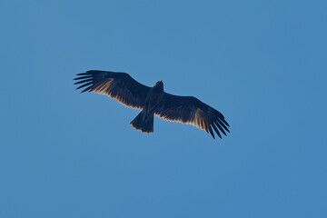 Spotted Eagle