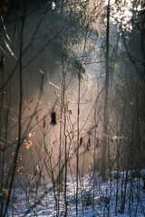 Fototapeta premium mystical winter forest with snow and sun rays