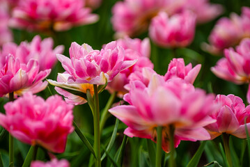 Naklejka premium Multicolor tulip isolated in garden