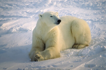 Obraz na płótnie Canvas Female polar bear lying on snow