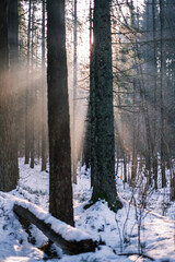 Obraz premium mystical winter forest with snow and sun rays