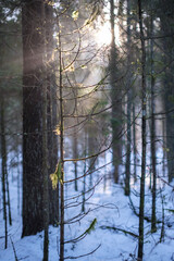 Fototapeta na wymiar mystical winter forest with snow and sun rays