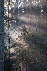 mystical winter forest with snow and sun rays