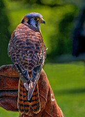 American kestrel  close up