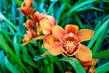 Selective focus shot of orange orchids