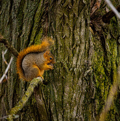 Squirrel sitting on a tree branch eating a nut.