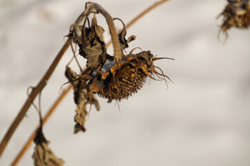 Dead Sunflower Plant in Winter