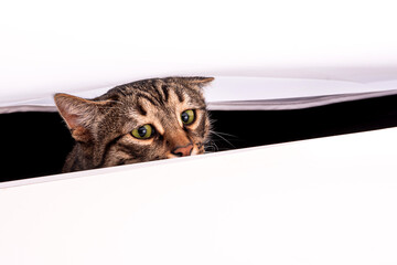 Curious cat. Tabby cat with green eyes
