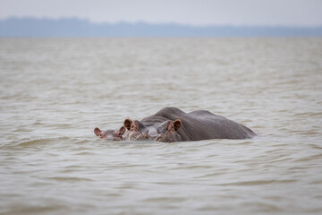 A mother hippo with her little calf swim, they have half their face in the water, in Lake Naivasha