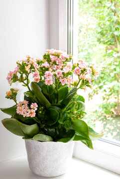 Room flowers (kalanhoe) in a light cashpo stand on the subfamily.