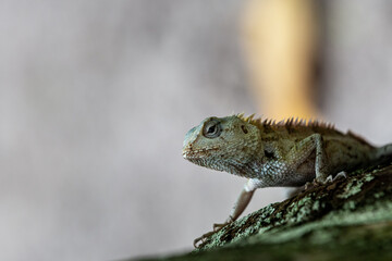 Portrait of a little dragon waiting for the moment to hunt his prey