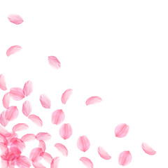 Sakura petals falling down. Romantic pink silky big flowers. Thick flying cherry petals. Scattered b