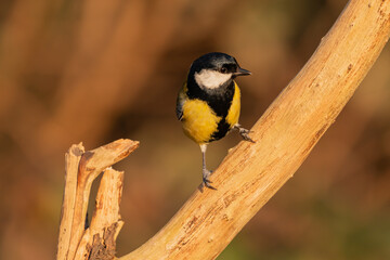 Kohlmeise auf dem Ast