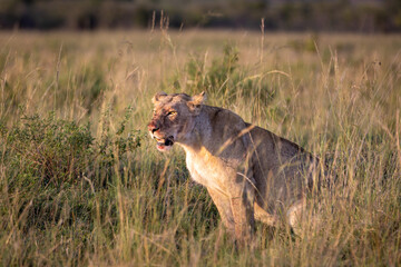 Look at the horizon of a lioness who has just hunted her prey in the Maasai Mara
