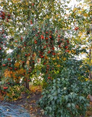 tree in autumn