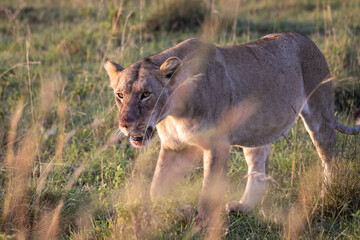 Lioness among the grass of the savannah walks slowly with fresh blood in her mouth