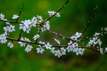 small white spring flowers on green wet background surface
