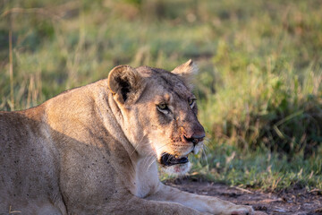 Fototapeta na wymiar A seated lioness contemplates her prey after the fight, the evidence is on her face, traces of blood
