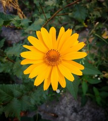 yellow flower