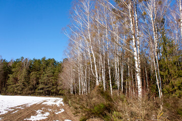   Suburbs of Grodno. Belarus. Spring landscape..A field with not quite melted snow, birches, a forest and a blue spring sky with white clouds.