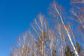   Spring natural background. The tops of birches against the background of a bright spring sky.